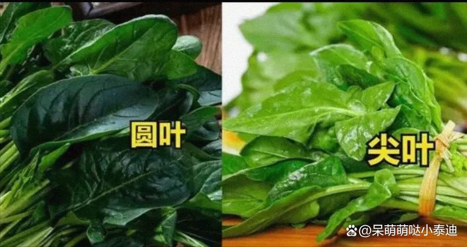 买菠菜，切记要分清“圆叶”和“尖叶”差别很大，买错涩口不甜爽