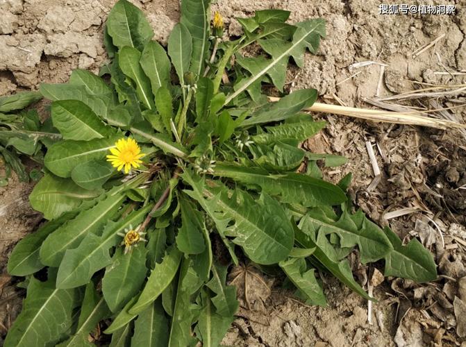 野葱、蒲公英到底能不能随便吃？关于采摘野菜的注意事项你要清楚
