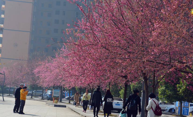 贵州兴义：桃花盛开迎客来，春日盛景醉人心