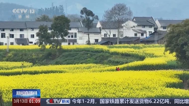 快来踏青赏花！明日盛大开幕！绵竹融媒四大直播间全程直播.