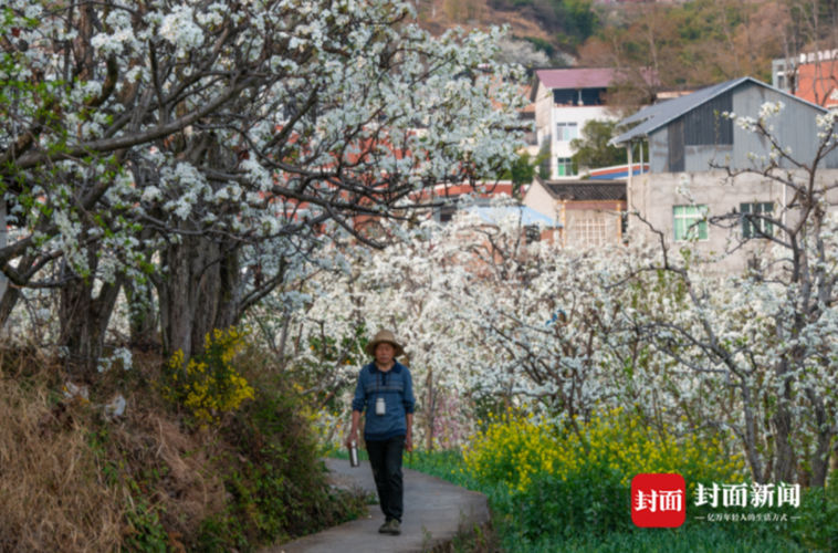 汉源梨花今又开，四川汉源县迎来春日盛事