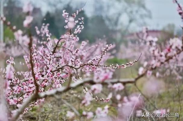 总要在春天来一趟江都吧！江都的春天太上头，穷游党狂喜