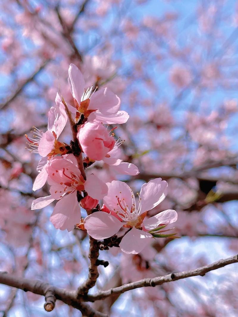 桃花朵朵开、铁市等您来