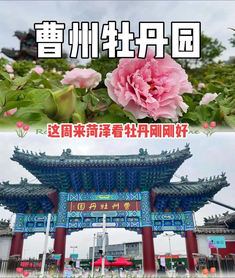 菏泽携手西安 牡丹香飘古都