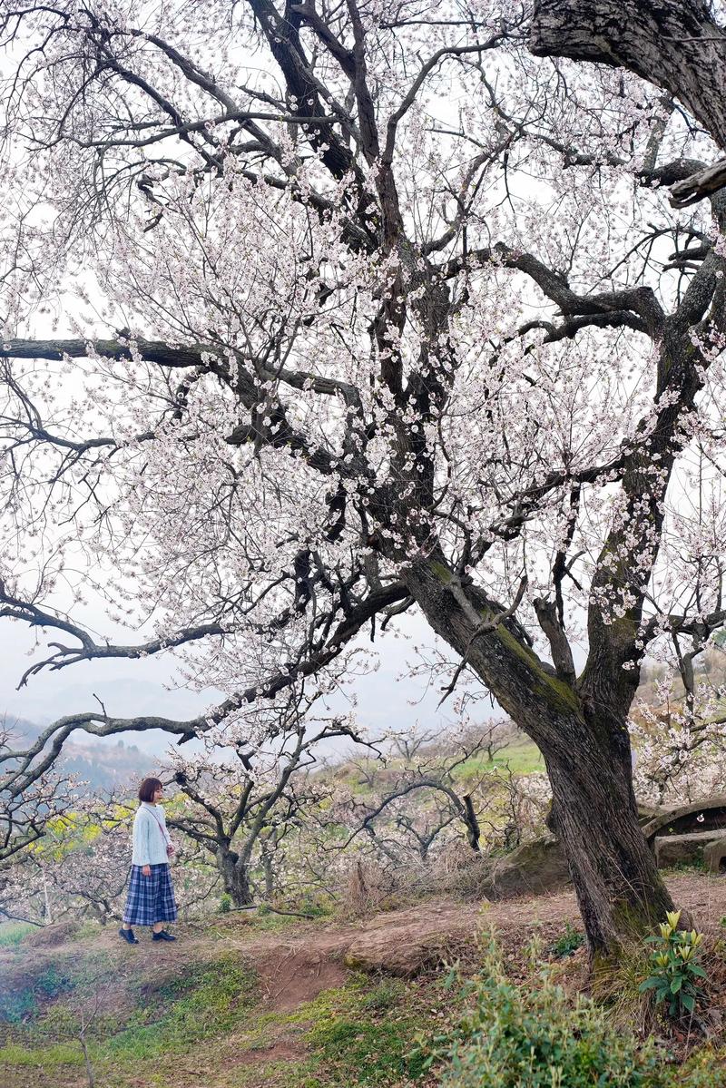 拥有“百年的杏花林”你知道吗？它在西安鄠邑蔡家坡将军山驿边上