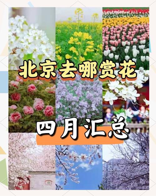 北京号带你逛北京 共赴春日绮梦！京城赏花全攻略