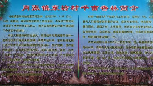 杨恩会｜枣强县肖张镇东李纸坊杏花节，春日赏花，美不胜收！