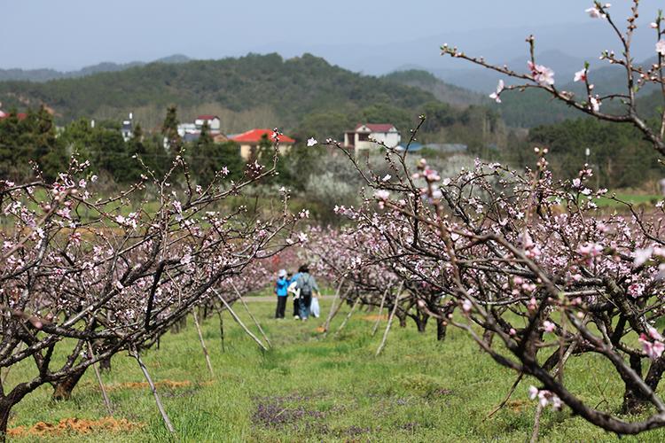 九江永修凤凰山桃花盛开时 永修凤凰山上近万亩桃花盛开
