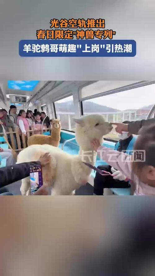 乘武汉空轨遇到“神兽”羊驼，小朋友兴奋不已