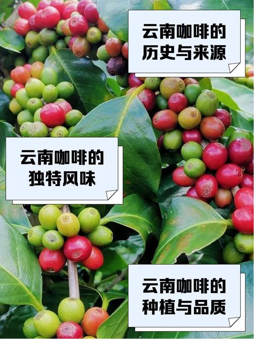 这5种云南“土特产”咖啡排第一，第4种连本地人都抢着囤！