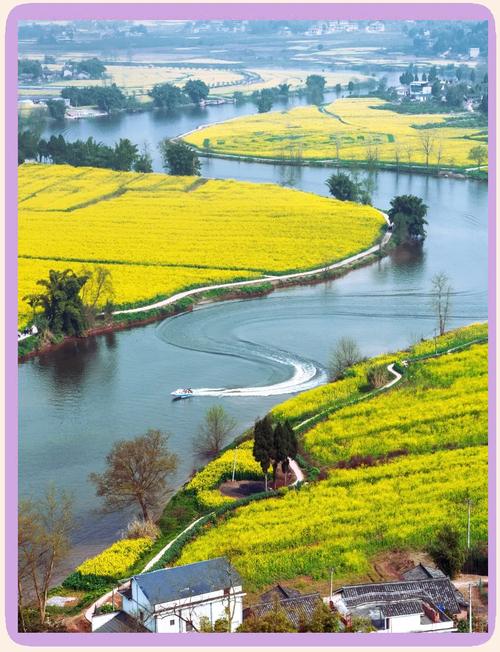 仙居乡：万亩油菜花含苞待放 三月下旬邀您共赴“仙境”之约
