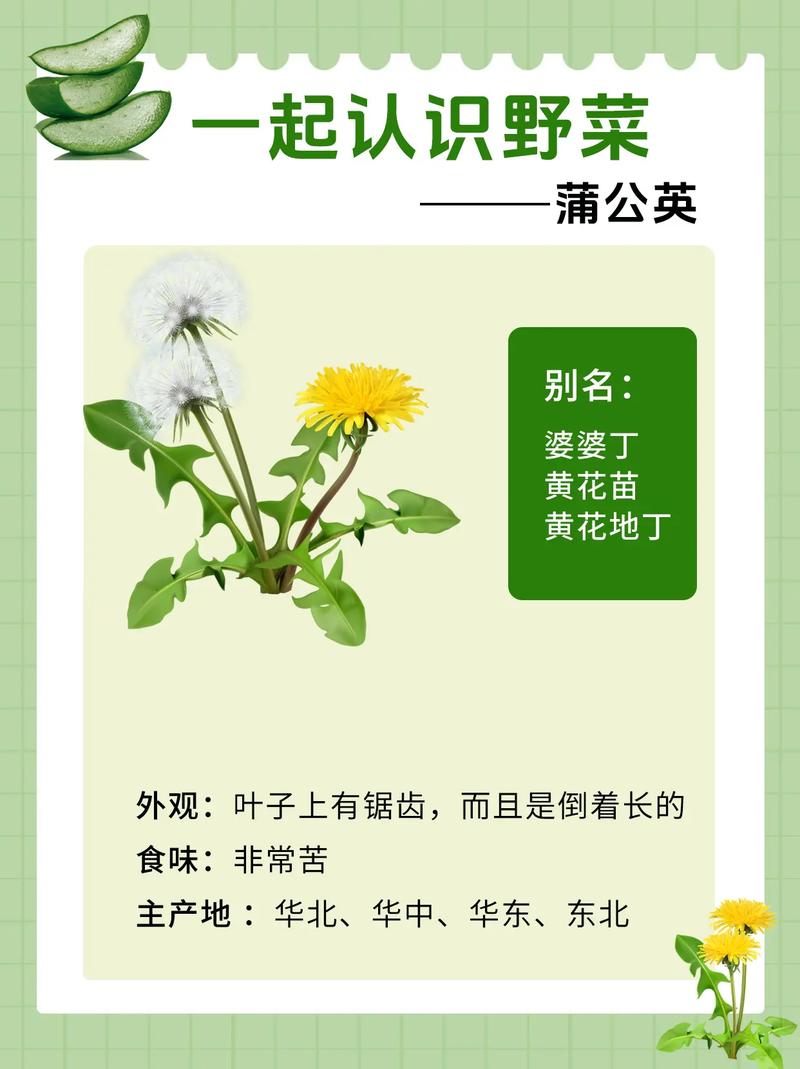 野葱、蒲公英不能碰？医生说出真相，早知早受益