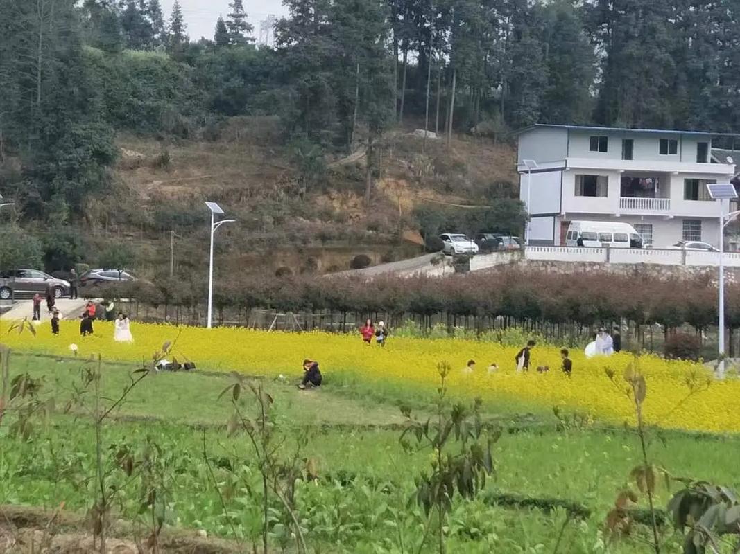 海龙镇“花田‘乐’下 贡’享时光”油菜花节启动
