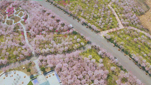 黄河岸边10万株樱花竞相盛放