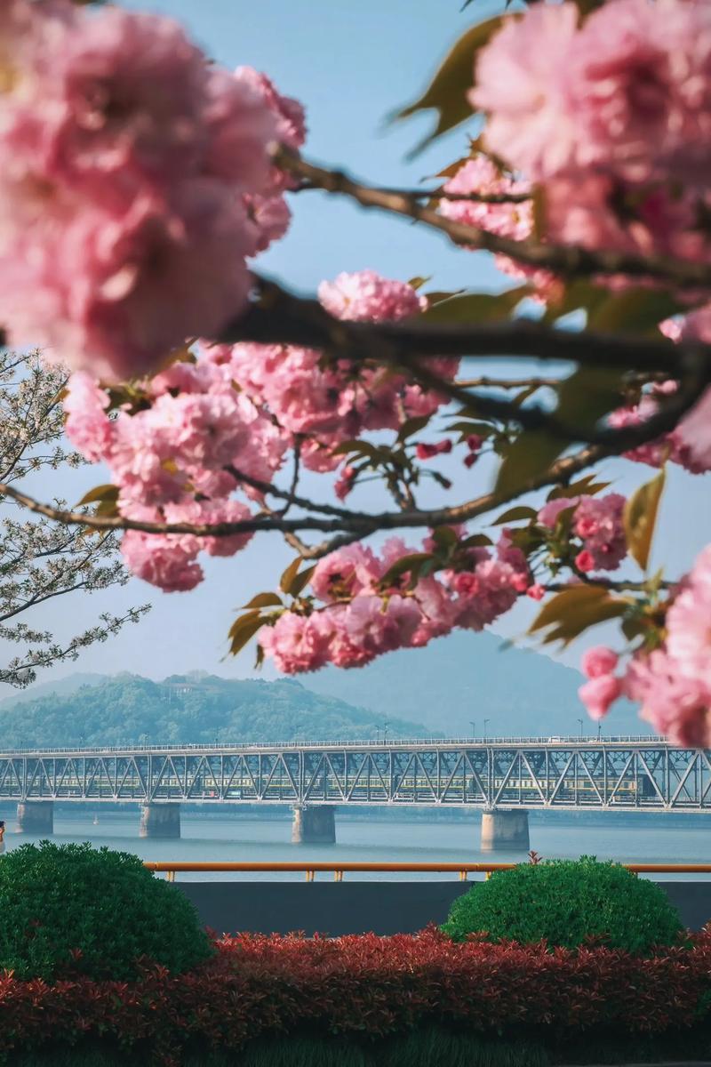 钱塘江边 在钱塘江江边看樱花，当樱花和玉兰花相遇