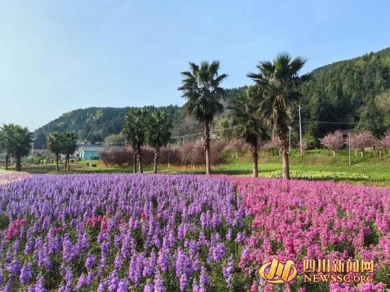 乐享绵州 探索春天 盐亭春日赏花攻略：踏遍春色，与百花撞个满怀