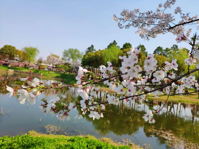 【春日限定！范蠡湖公园的绝美春景让人流连忘返】