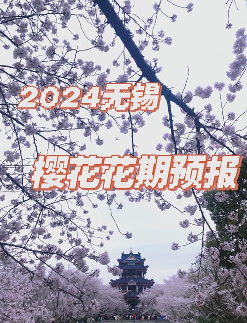 樱花树下续情缘 无锡启动2025国际赏樱周