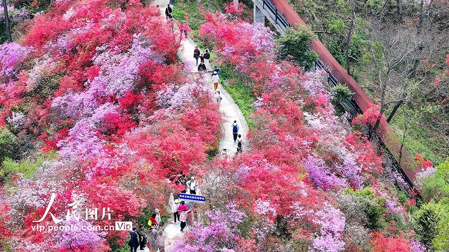 孝昌：路好花开迎客来