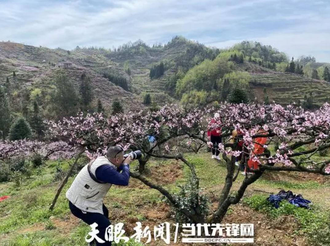 就在明天！快来宁谷镇林哨村，感受万亩桃花的浪漫！