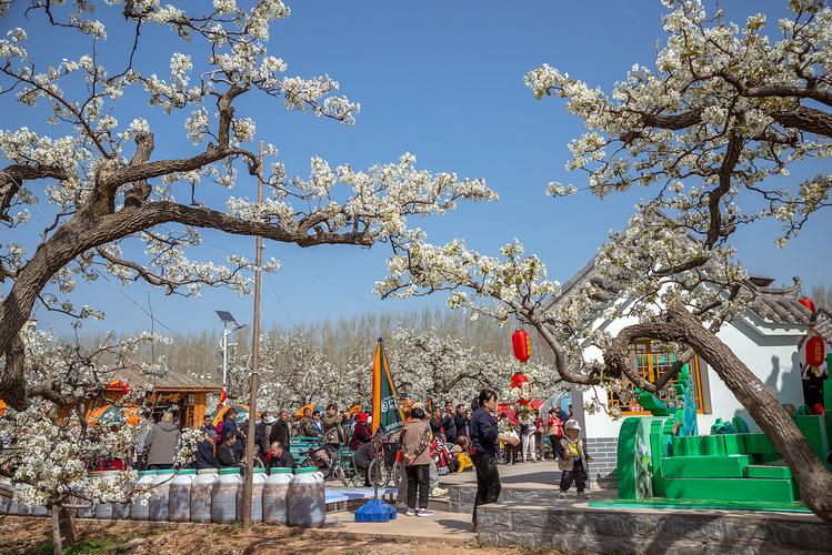 泰安市岱岳区第三届梨花节启幕在即，梨树花开正艳