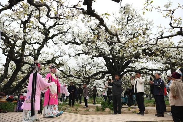 第30届砀山梨花节开幕