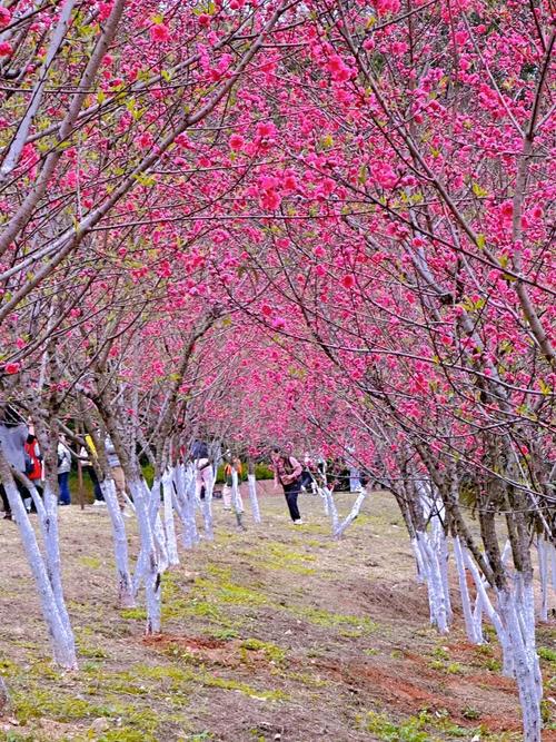 桃花烂漫，春日限定，打卡最美赏樱地