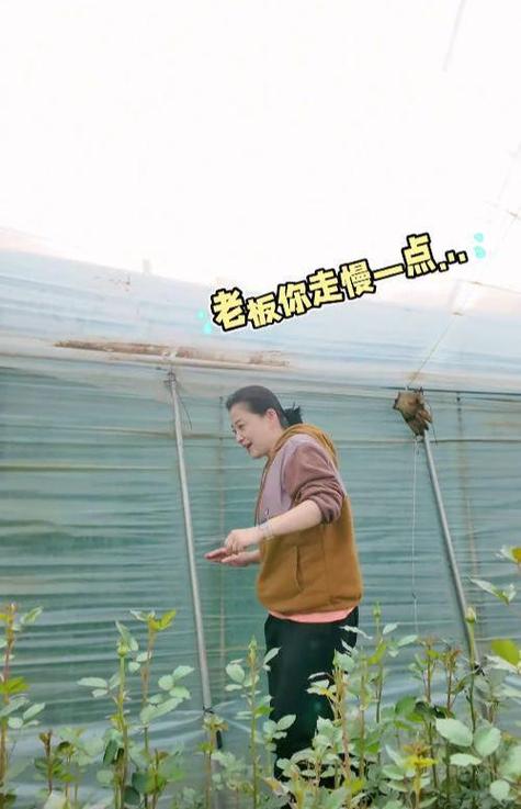 梅婷云南菜地摘花，素颜憔悴头发斑秃，穿土黄色衣服被认作农民