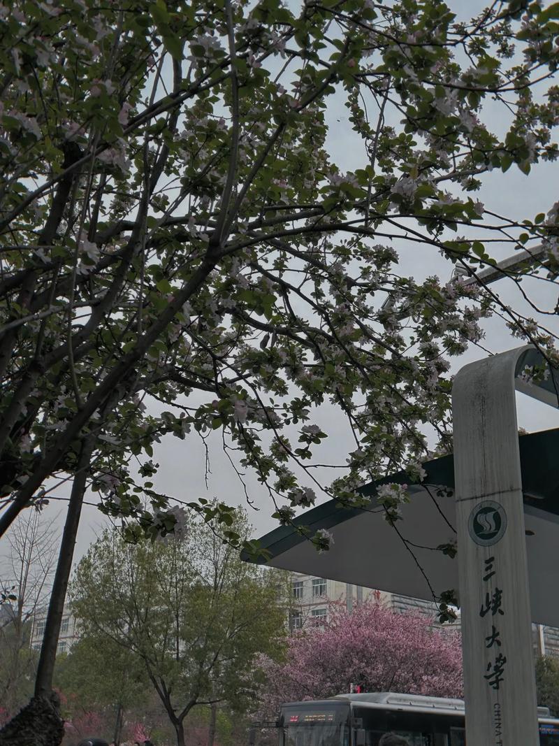 三峡大学最美春景悄悄的来了