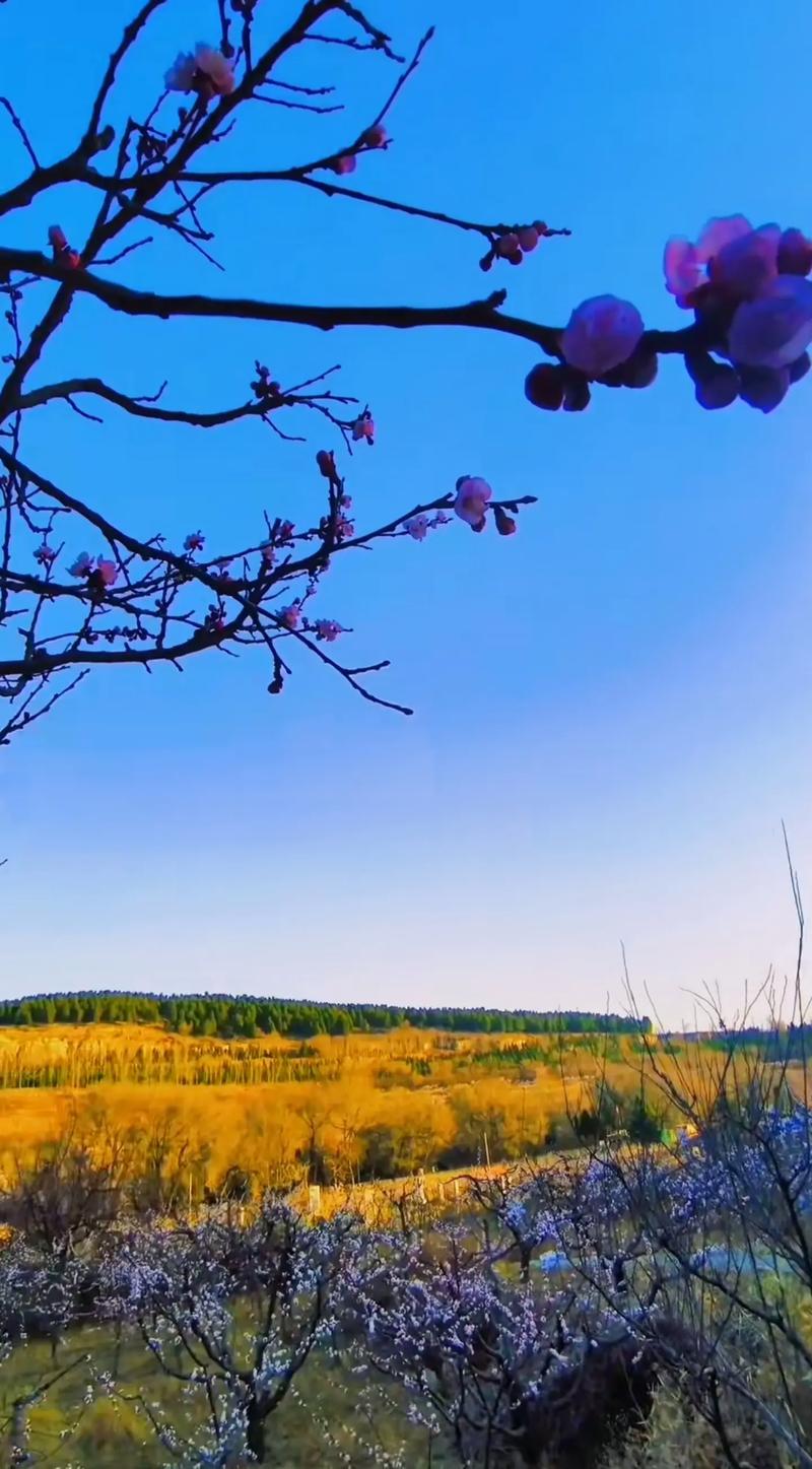 春意盎然 去涉县峰峰赴花约