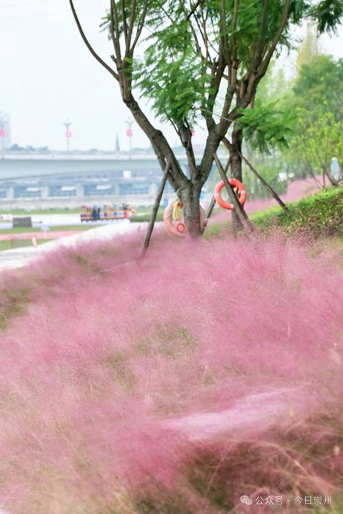 不瞒了！深圳别院藏着粉黛 市民争相上山探访百岁“红粉佳人”