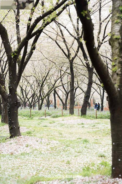 降温20℃九级大风，樱花樱花你还好吗？