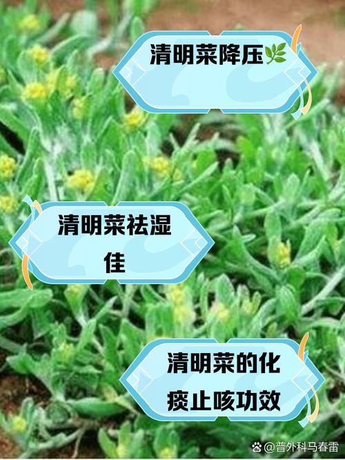 清明前后必尝鲜！这4道当季家常菜记得吃，鲜嫩刮油，气色好
