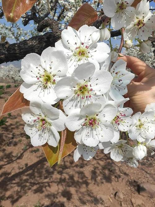 3月28号北京苇沟桥大片梨花还未开放，预计一周后将迎来盛花期