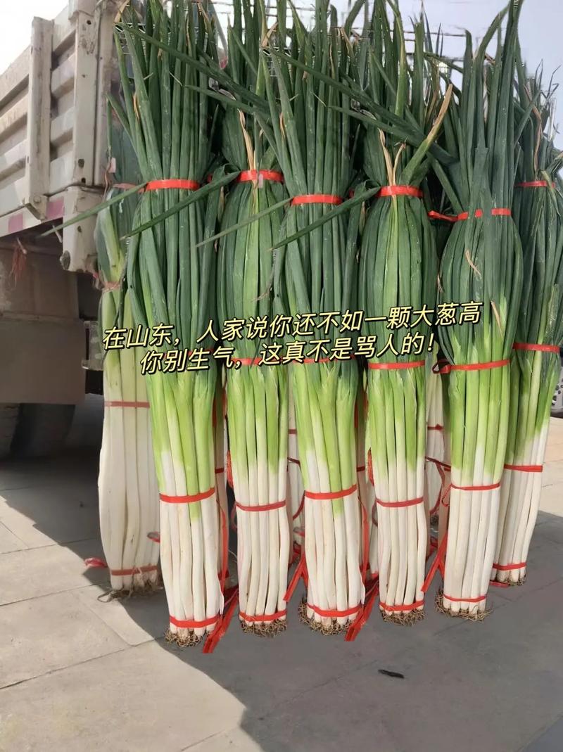 山东蔬菜产量第一，大葱能达2.6米，为啥能长这么高？