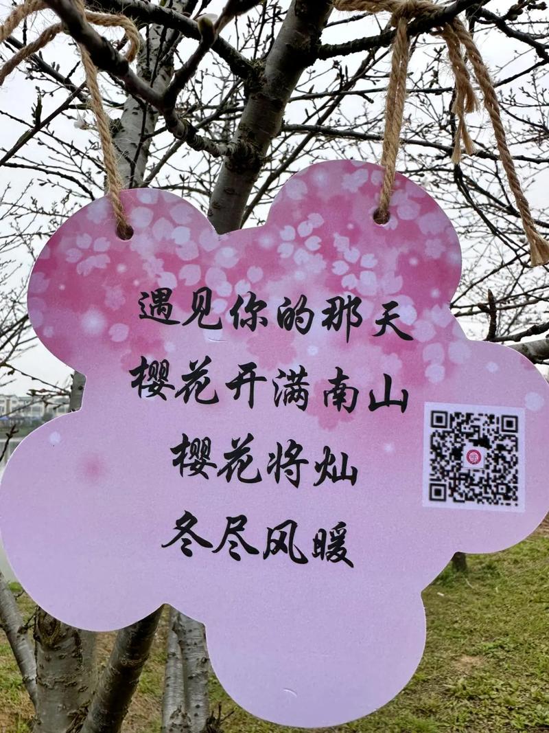 今年最后一个樱花周末，过了今天再等一年