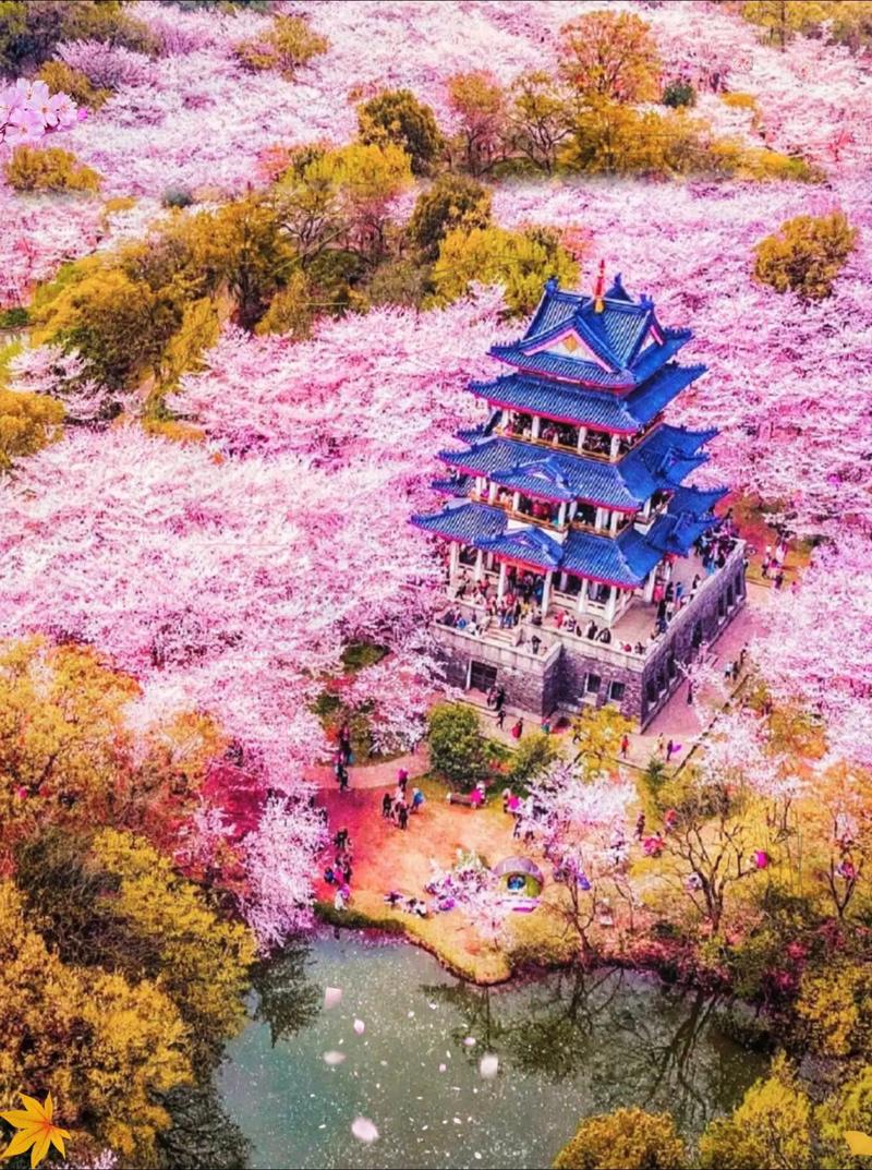 29号源头组晚上8点看樱花的人有多少？鼋头渚樱花 无锡 樱花