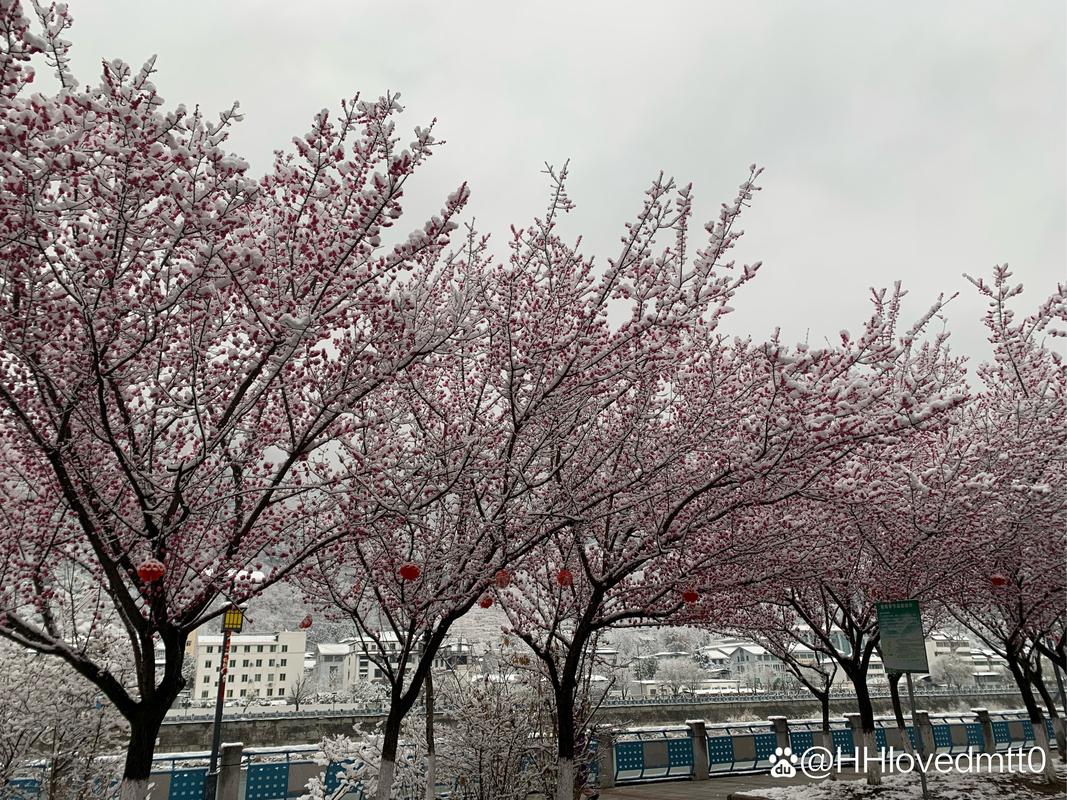 早上，冷冷的风吹落了樱花满地飞，倒春寒真的好冷啊