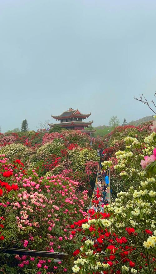记录自驾旅行足迹 百里杜鹃 踏春赏花 分享美景