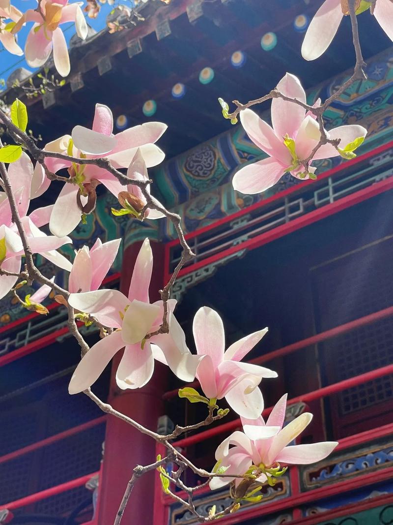 潭柘寺二乔玉兰盛开，周末赏花正当时