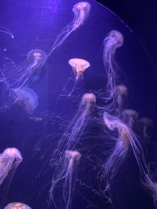 探秘蓝色世界 做海洋守护者！小记者走进厦大海洋科技博物馆