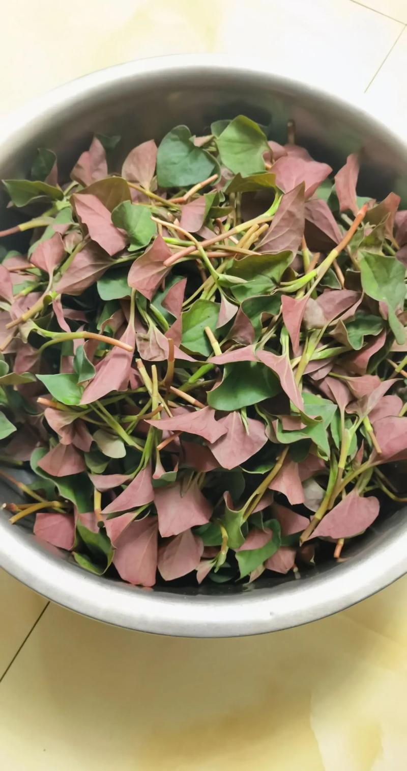 鱼腥草含一级致癌物，伤肾还致癌？折耳根还能吃吗？告诉你答案