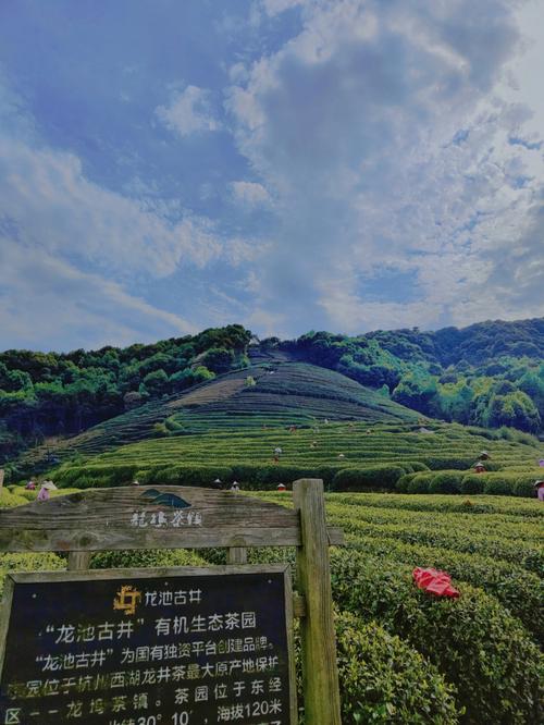 阳春三月，随团旅游走近杭州西湖龙坞茶乡 茶是春天的仪式感