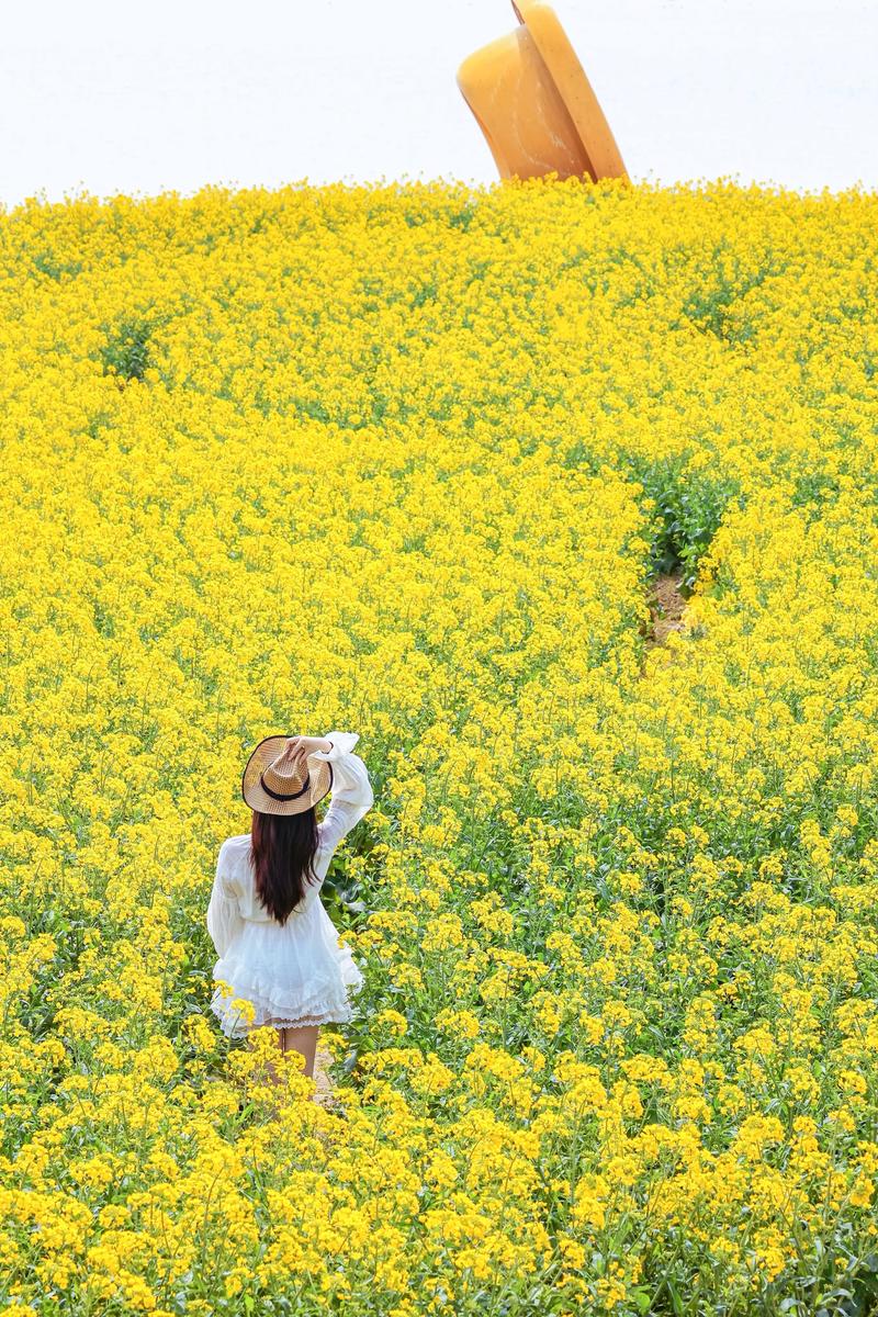 春天的田野，金黄色的花海，美不胜收！