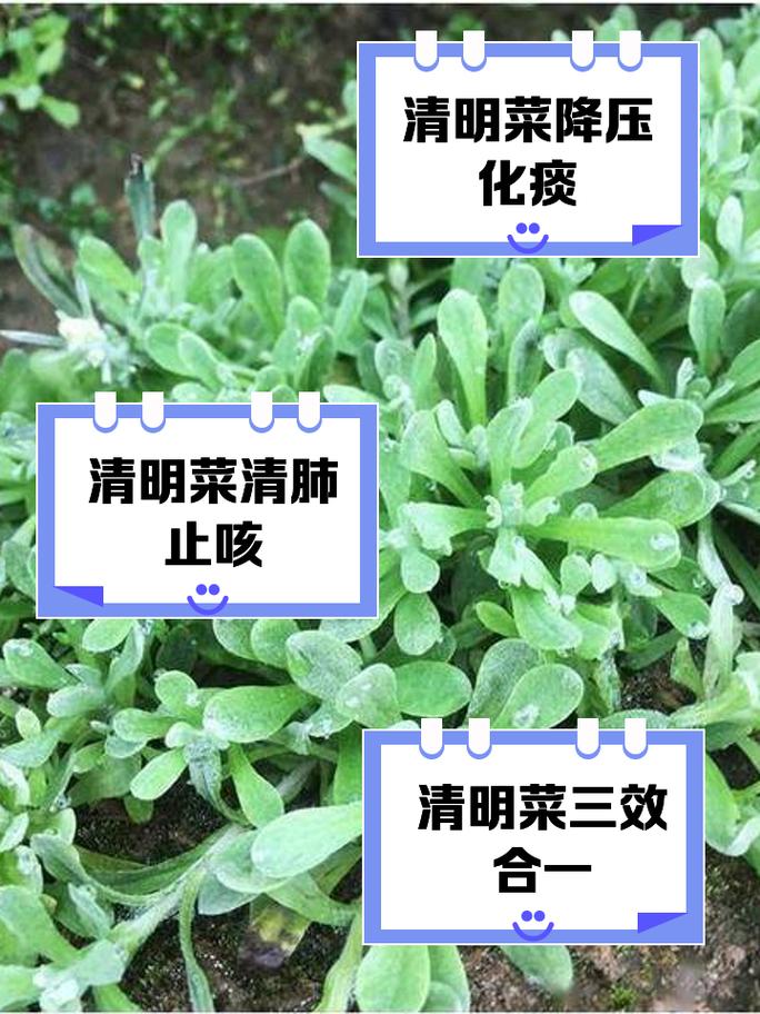 清明前后，建议要多吃3种野菜，农村遍地都是，不懂吃可惜了