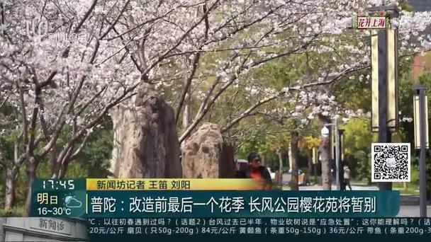 长风公园樱花苑进入最佳观赏期