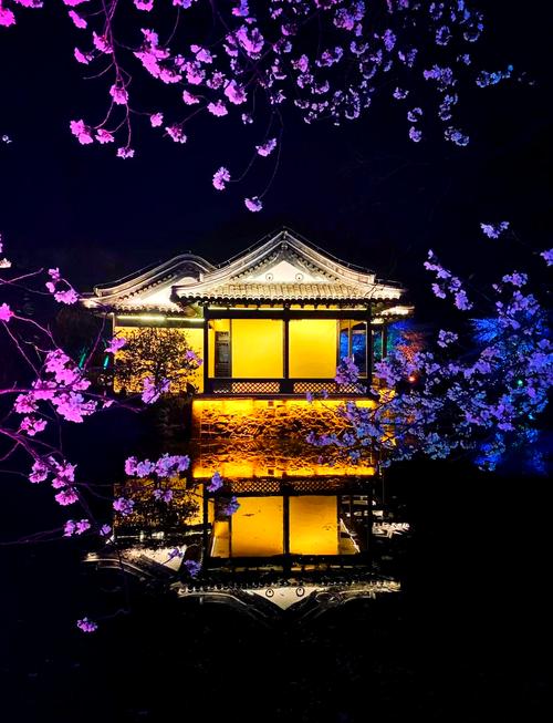 鼋头渚夜樱，这里是你的浪漫樱花打卡圣地