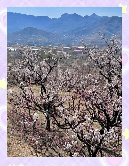 济南长清张夏万亩杏花争相开放#感受春天气息#十里春风赏花季