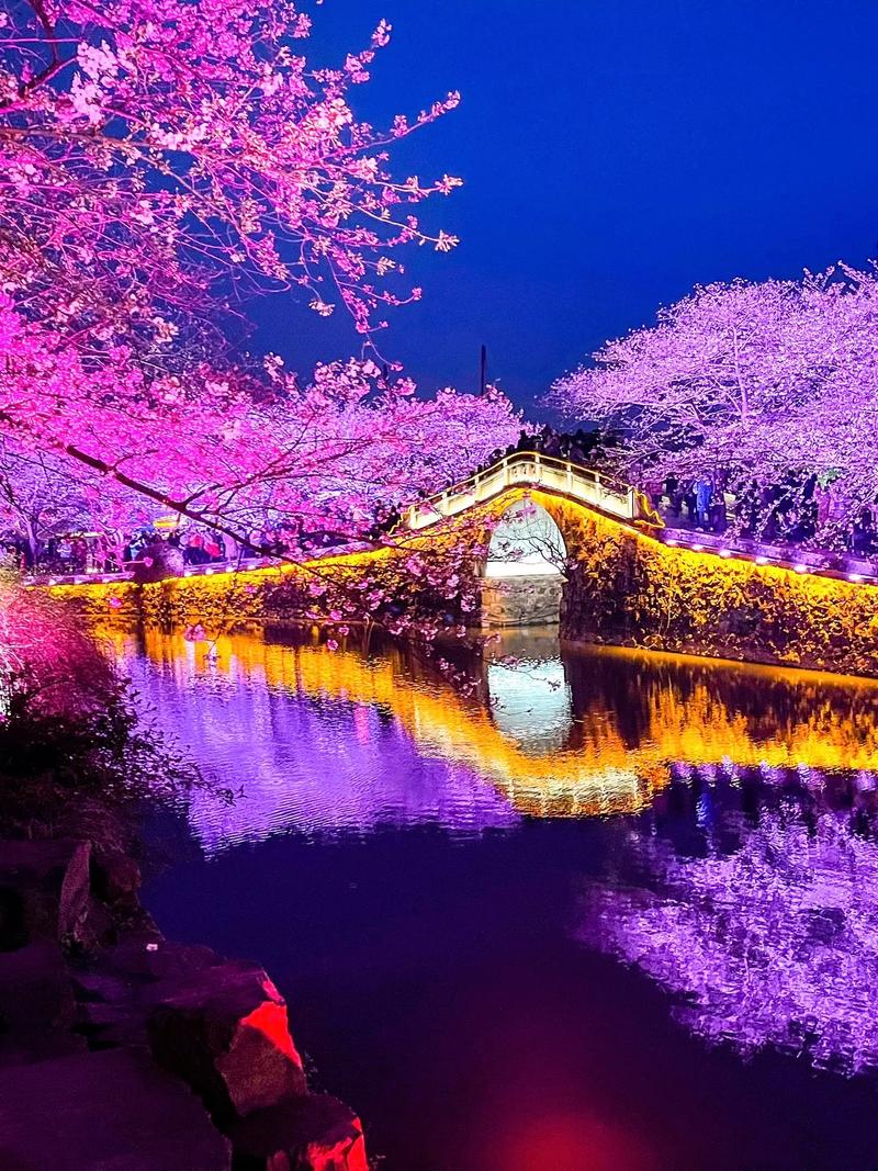 （江苏周市樱花园）昆山最大樱花主题公园，早樱正盛开，夜色美妙