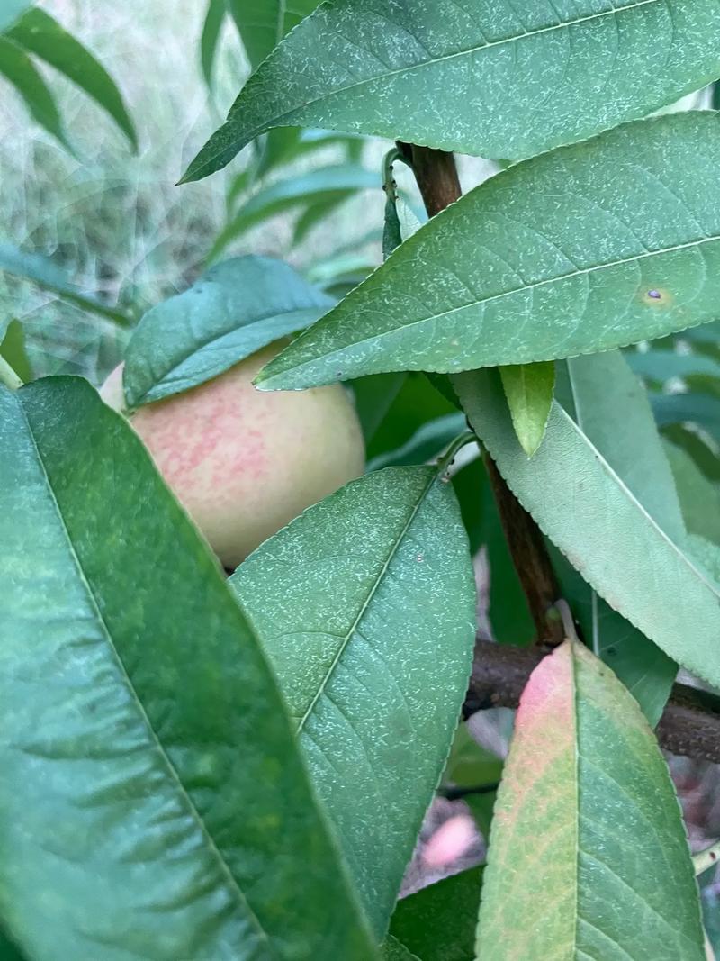 倒春寒来了，果园里的花和果扛得住吗？几点经验和你聊聊